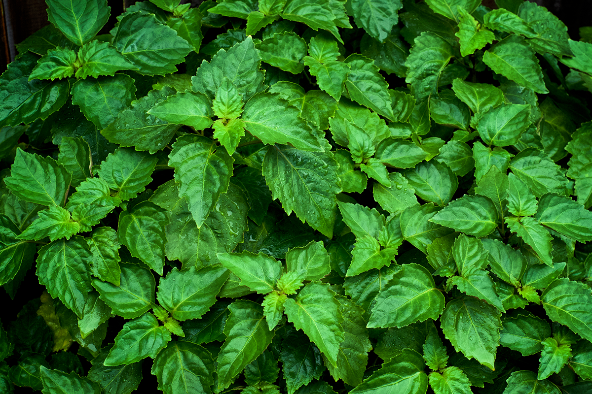Пачули из Индонезии: как рождается масло dōTERRA