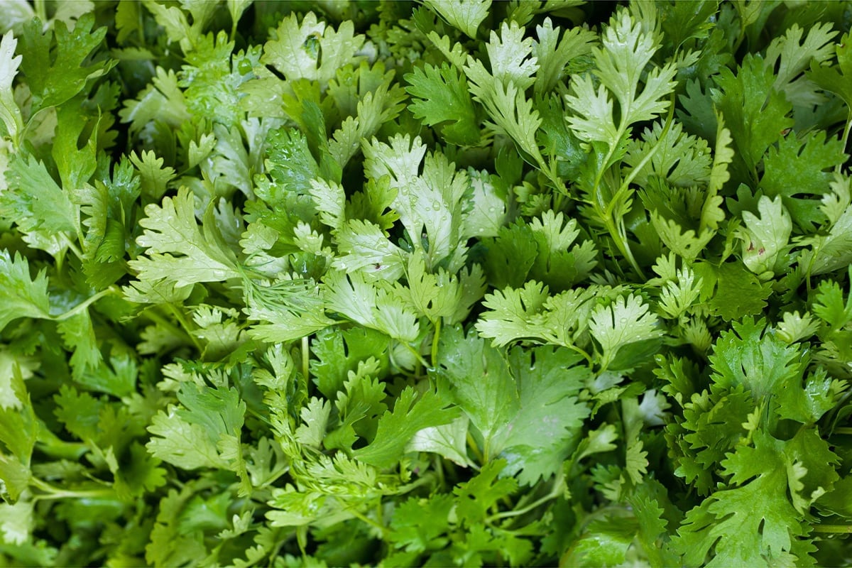 Кинза dōTERRA из Молдовы: капризная трава, которой нужен точный расчёт