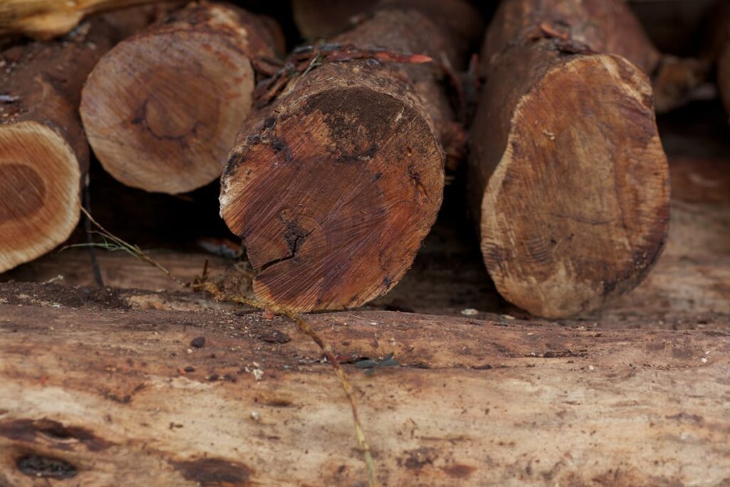 Гавайский сандал dōTERRA, заготовка на острове Гавайи