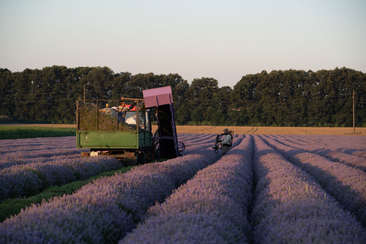 Лаванда dōTERRA: четыре страны в одном флаконе