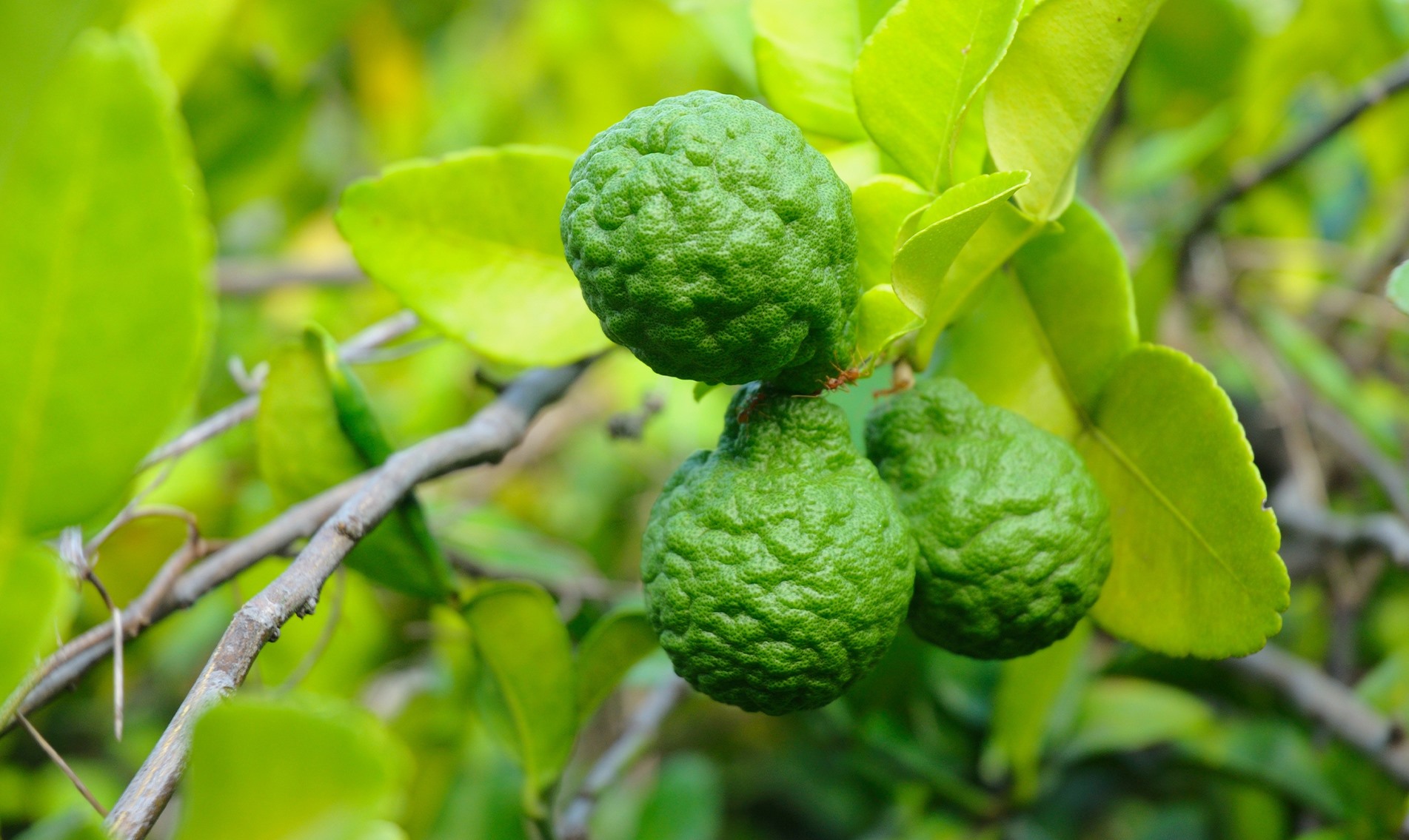 Бергамот из Калабрии: откуда dōTERRA берёт масло