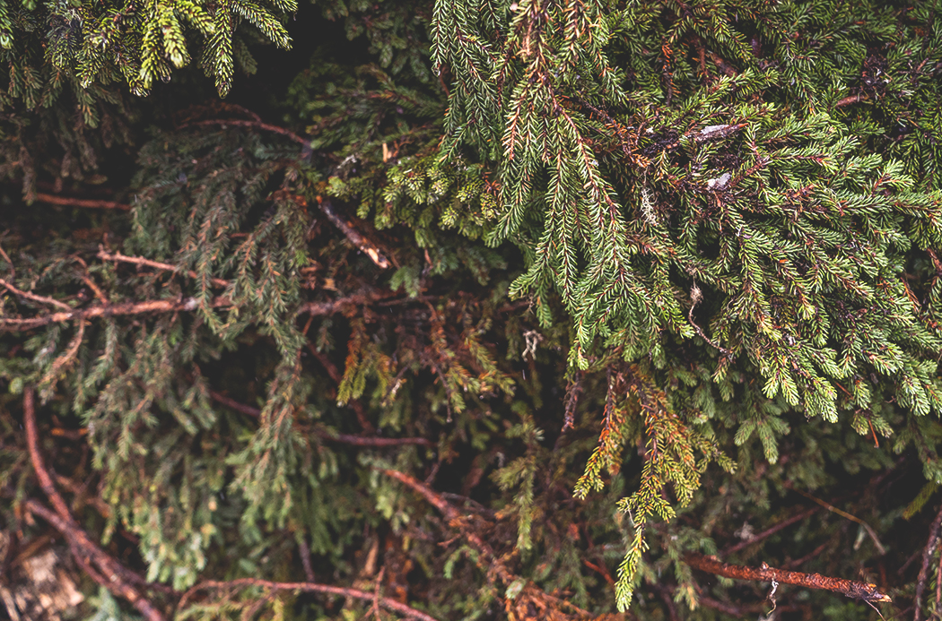 Чёрная ель dōTERRA: масло из того, что оставалось в канадском лесу