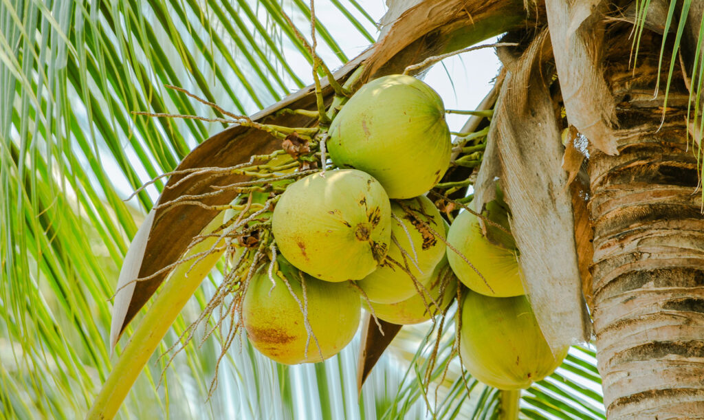 Кокосовая пальма и плоды Cocos nucifera
