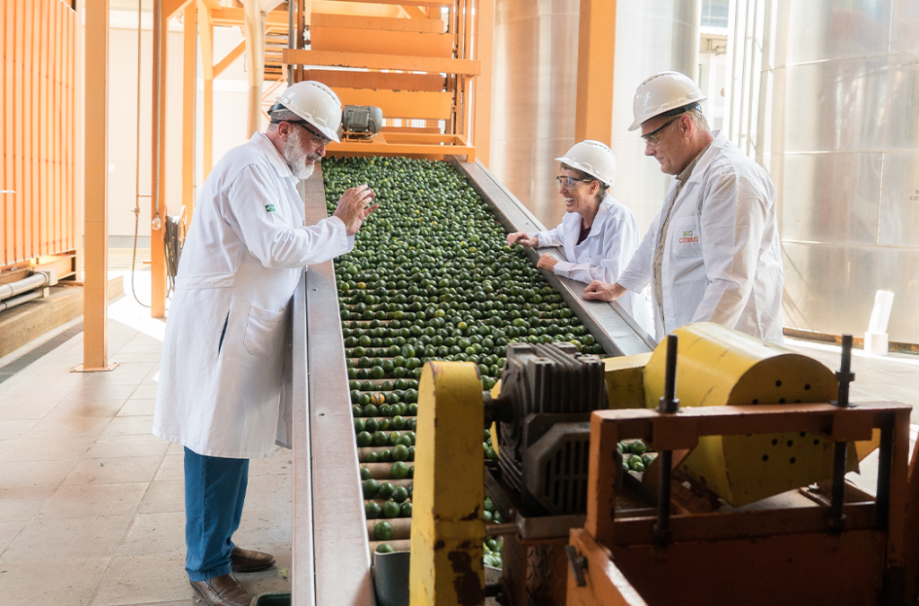 Сбор зелёного мандарина в Бразилии для масла dōTERRA