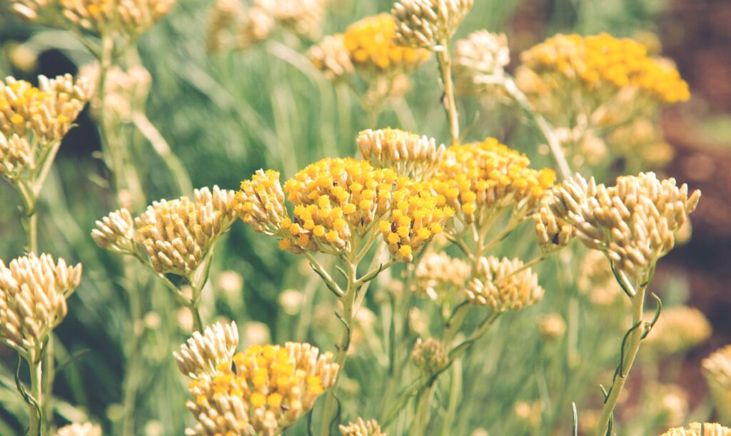 Бессмертник Helichrysum italicum, ботаническая иллюстрация