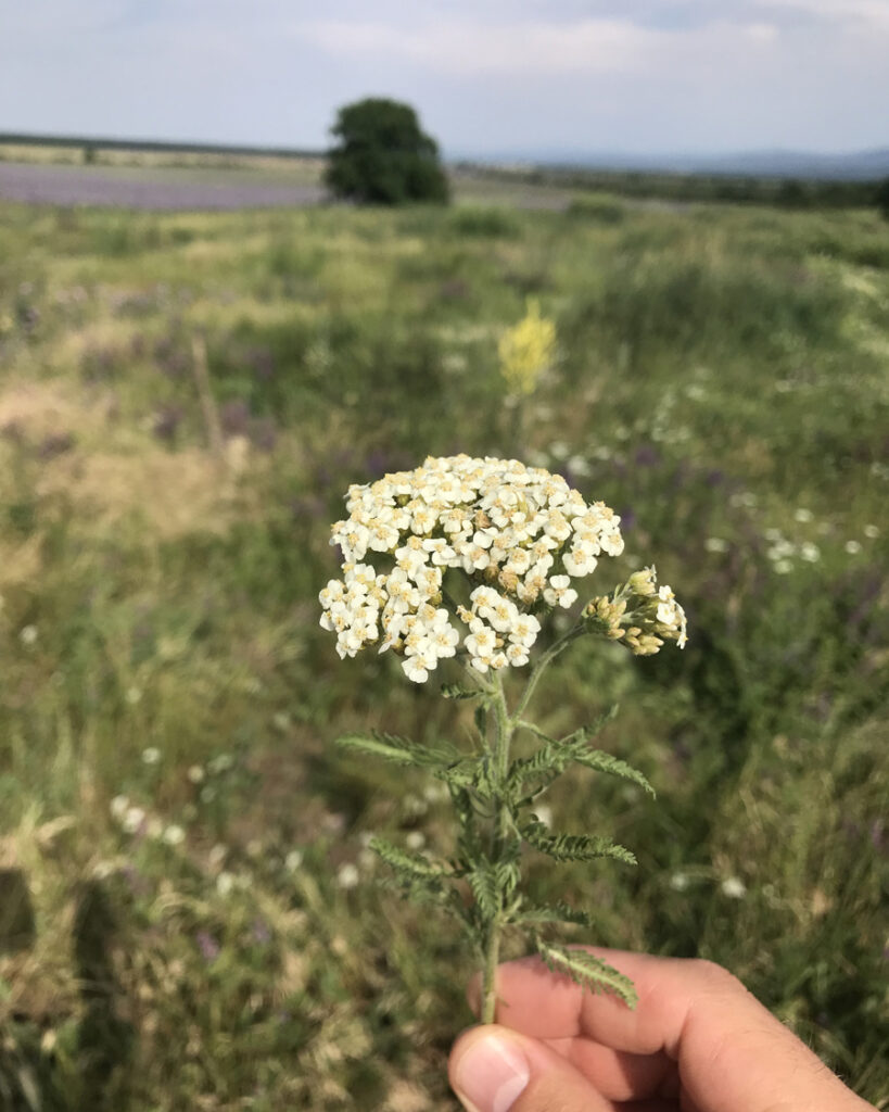 Тысячелистник в руках