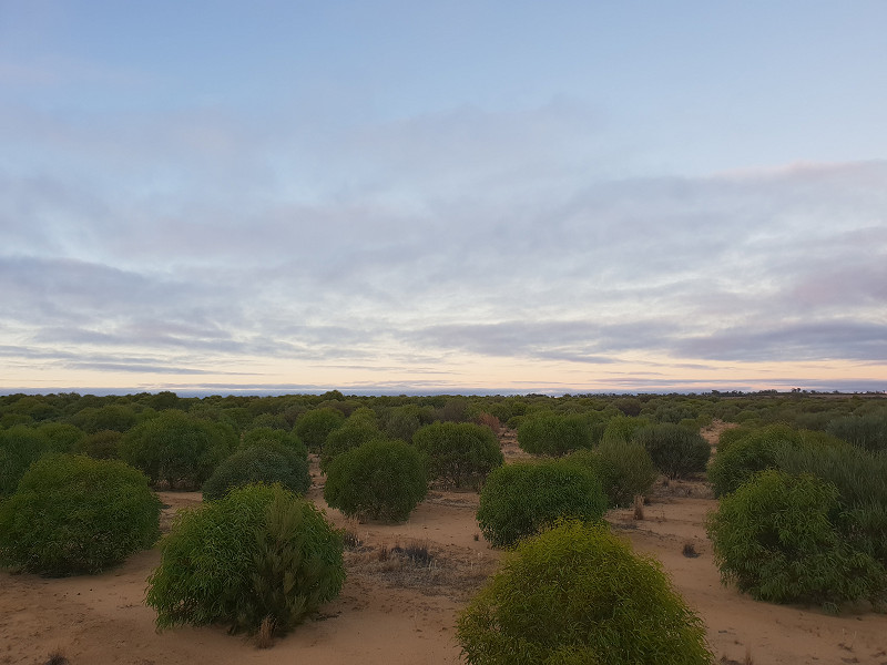 Деревья Eucalyptus kochii в Западной Австралии