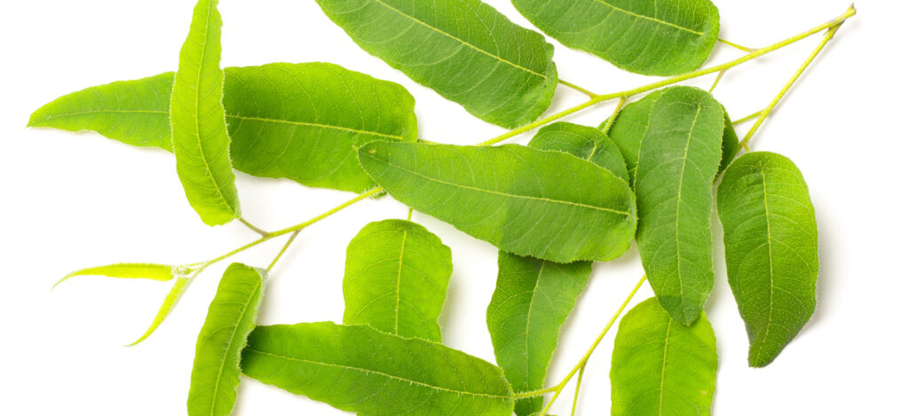 Лимонный эвкалипт dōTERRA