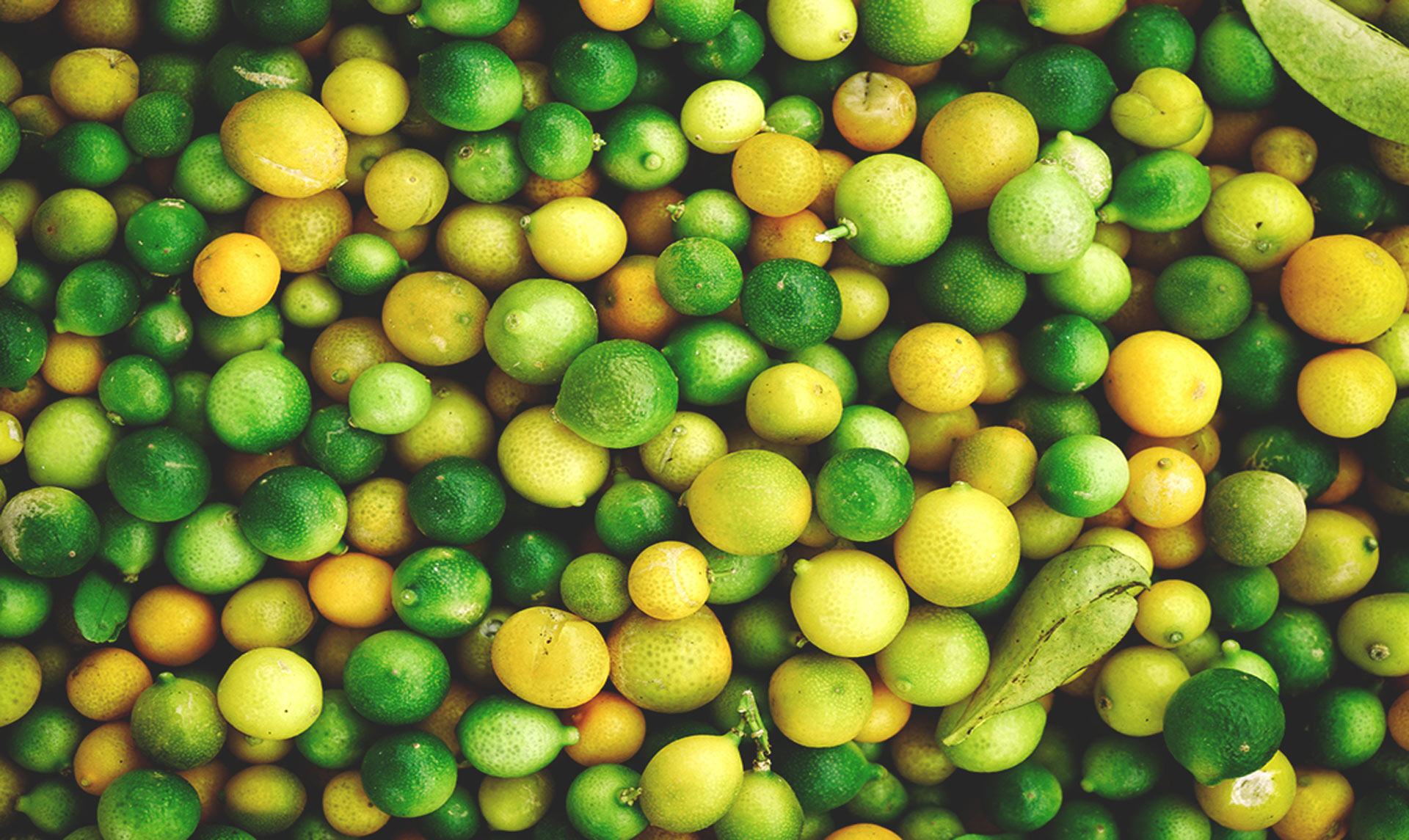 Лайм из Бразилии: как рождается масло dōTERRA