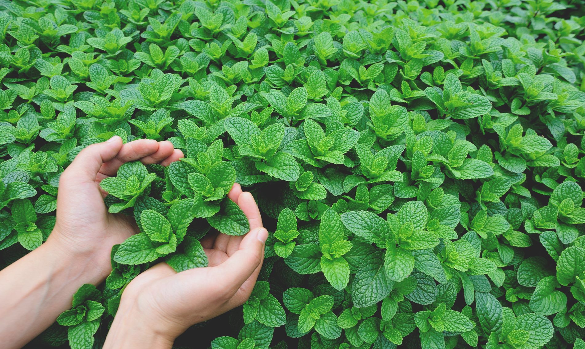 Мята перечная dōTERRA: как её растят в Орегоне и в Индии