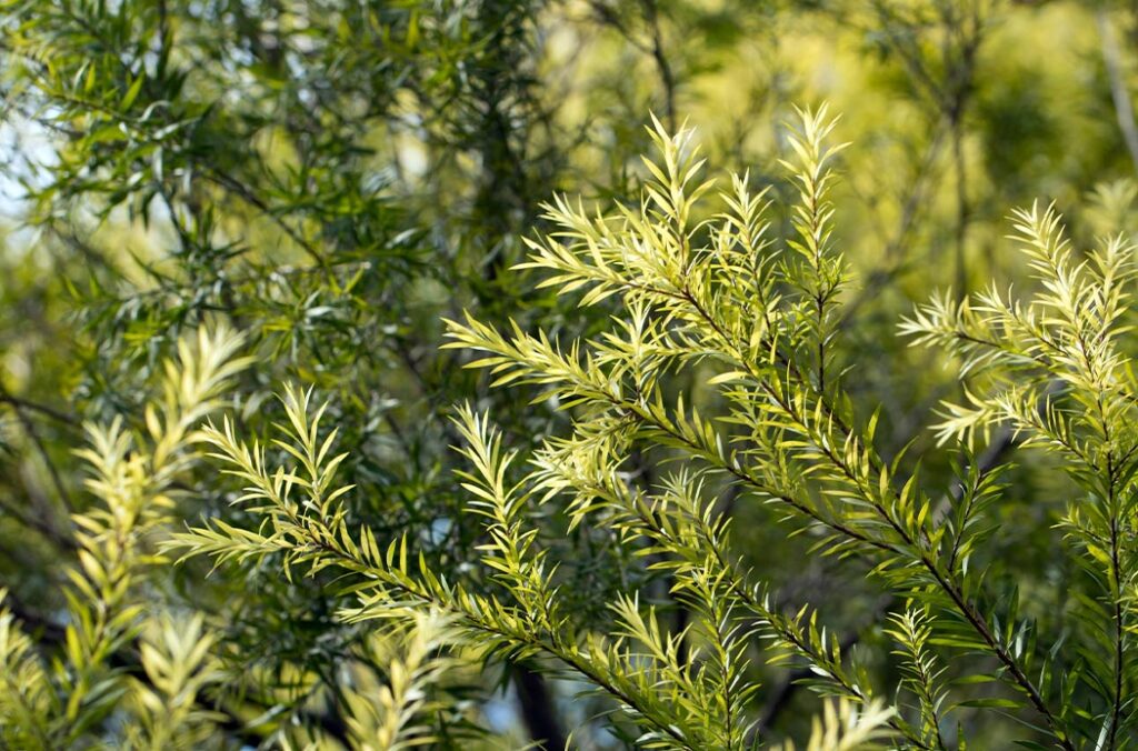 Ветка чайного дерева Melaleuca alternifolia