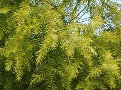 Мягкая игольчатая листва чайного дерева