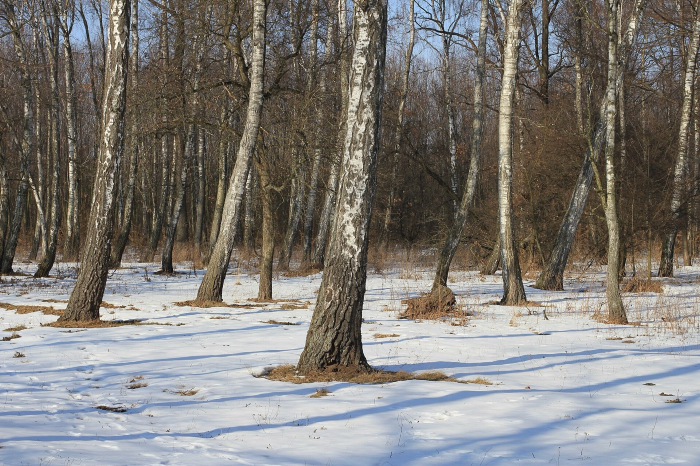 Берёзовая роща зимой. Масло берёзы dōTERRA: как вернули редкое масло из коры