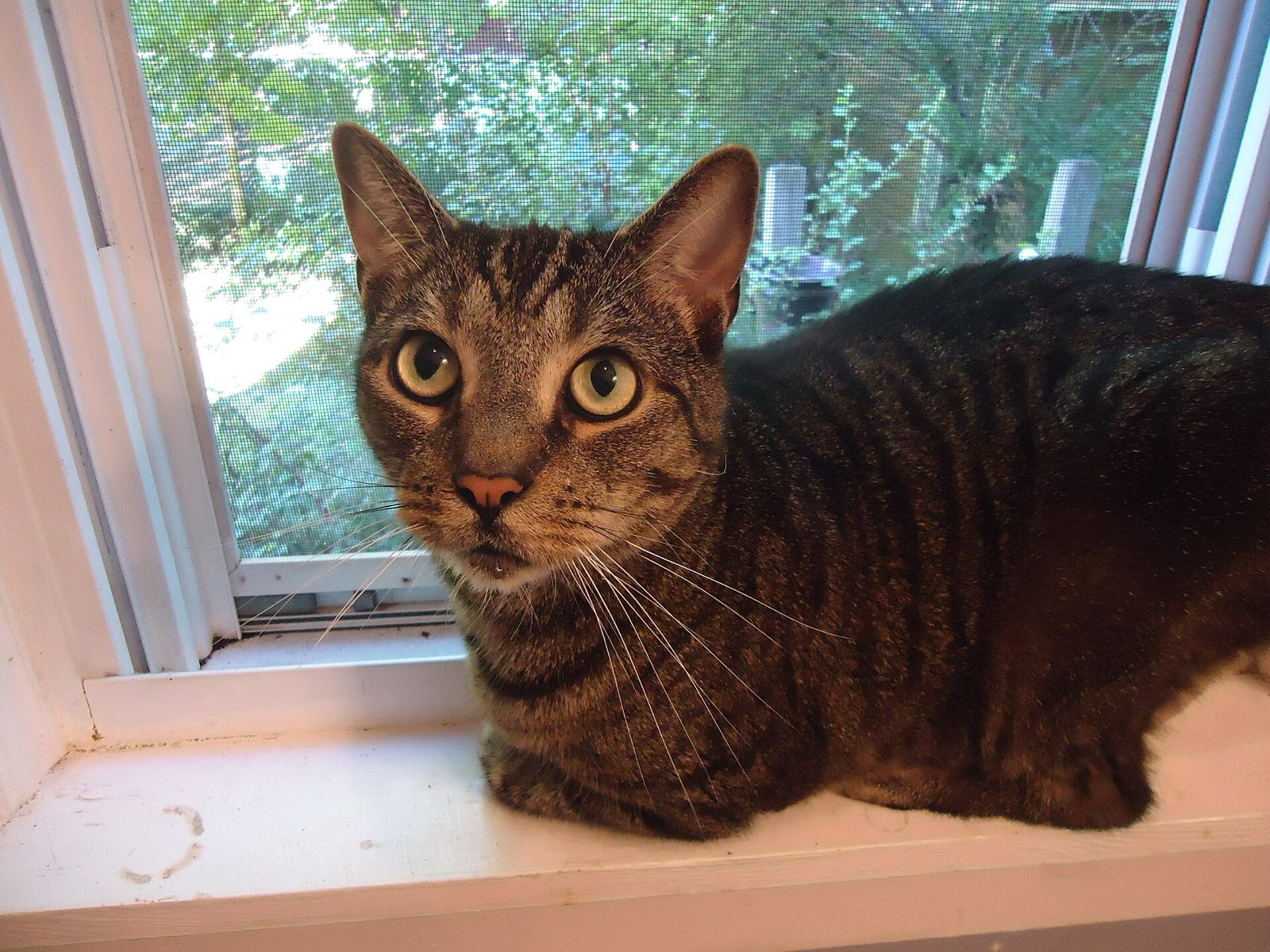 Полосатая кошка лежит на подоконнике у открытого окна