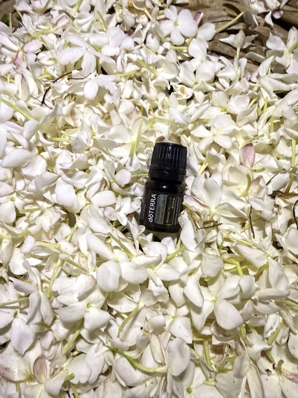 Свежесобранные цветки жасмина и флакон dōTERRA